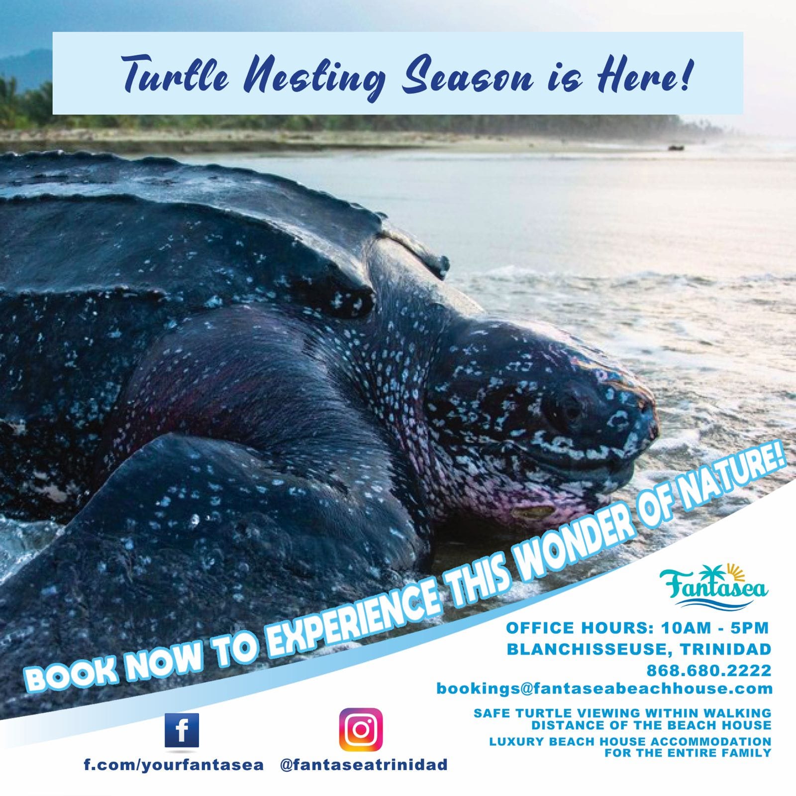 Turtle Nesting Season is Here